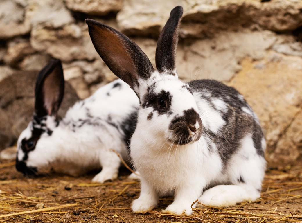 Un lapin et un lapin et un lapin